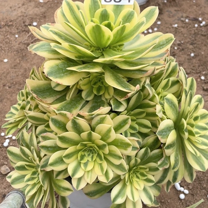 884多肉植物金丝翡翠