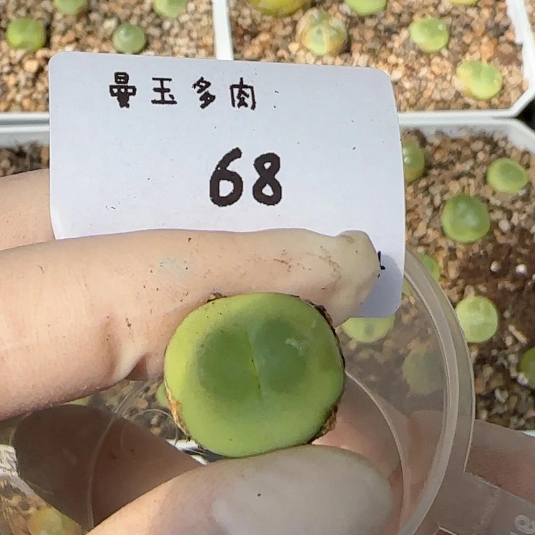 奶*多肉多肉多肉6.3-068