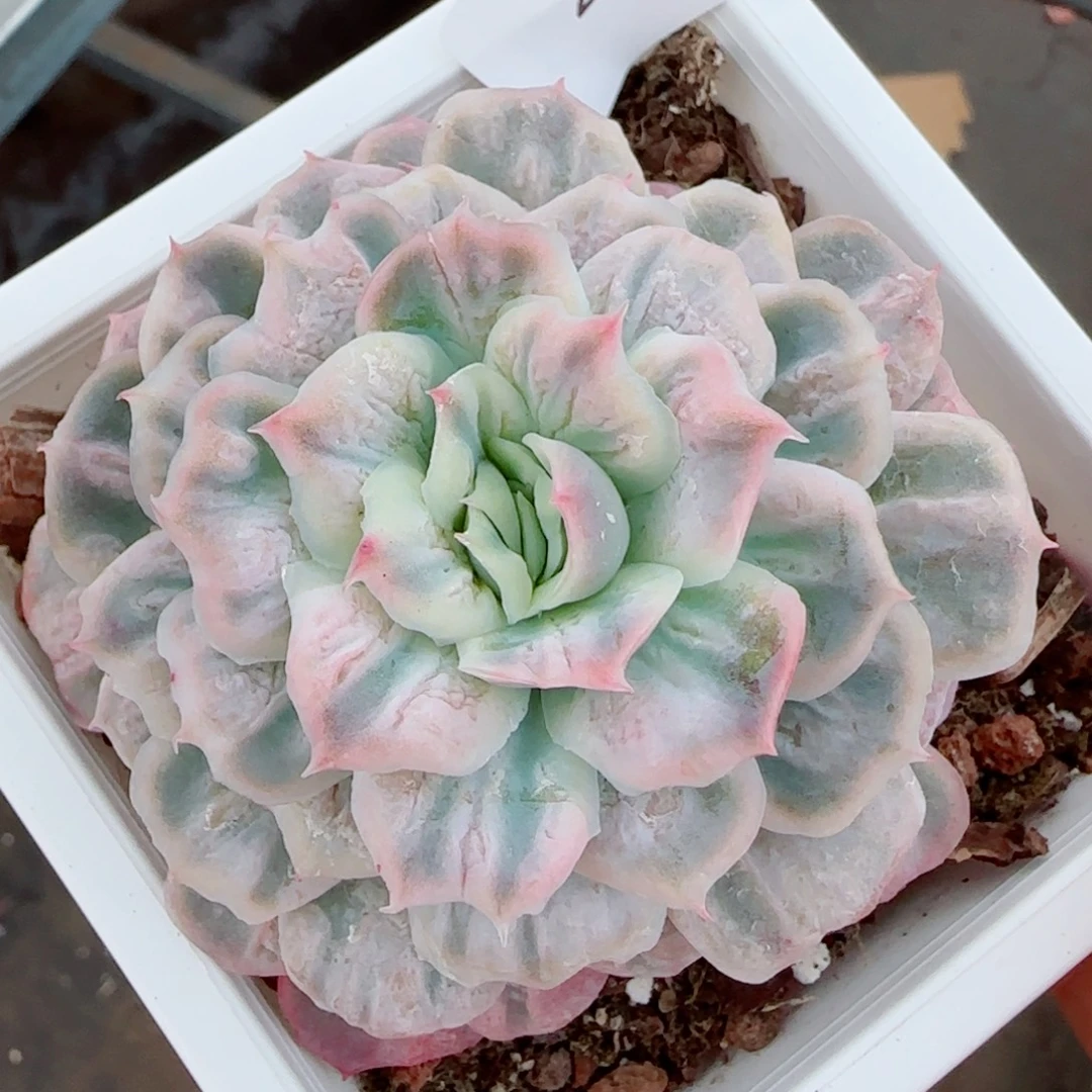 泡泡纱群，2296多肉植物