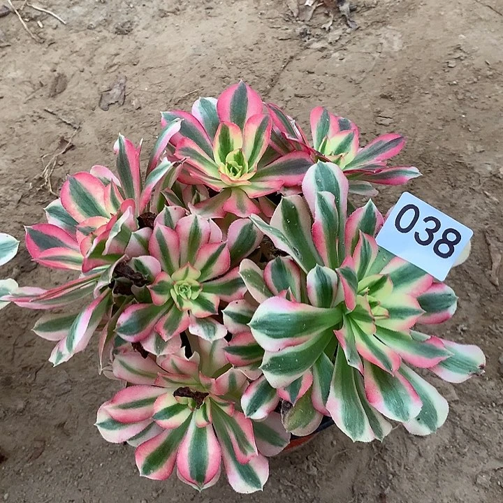 无花朵038女巫北