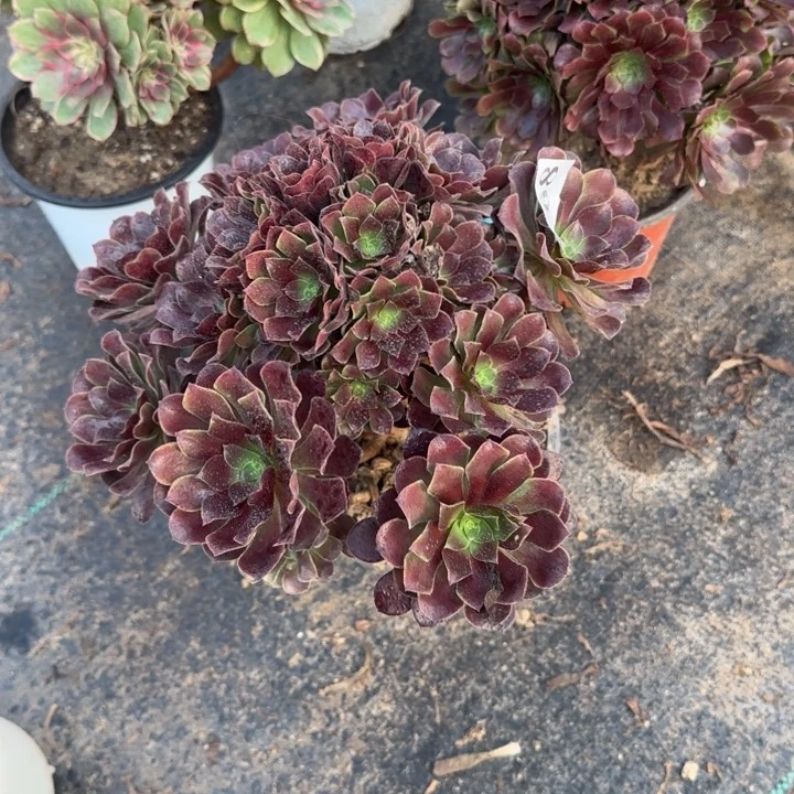 268两单包邮梅花。