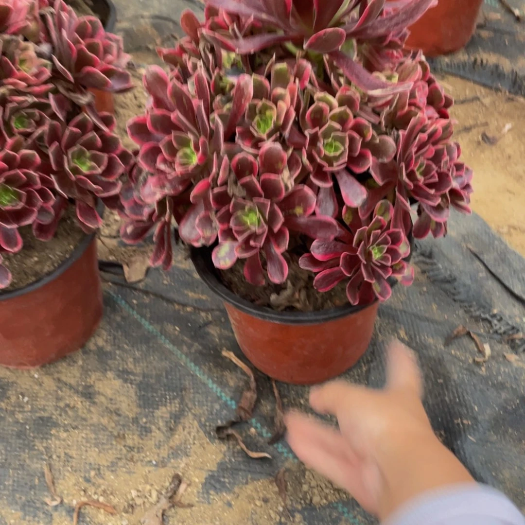 235金丝雀法师多肉断枝不包