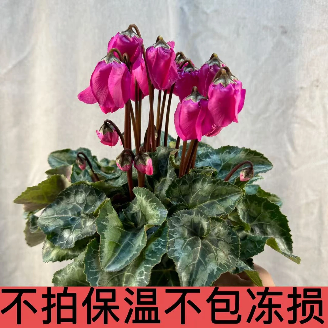 【风铃仙子】1代进口仙客来大花型130盆径（换盆不售后）