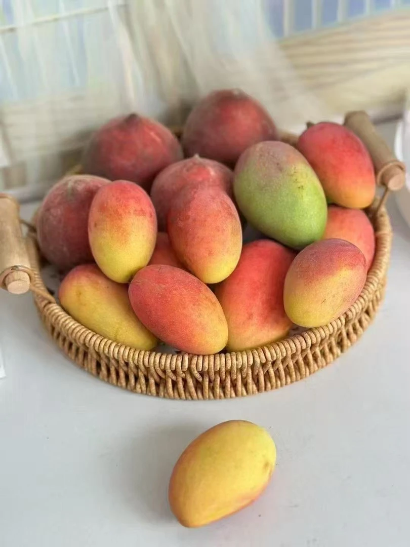攀枝花贵妃芒树上熟大果特产水果源头直发