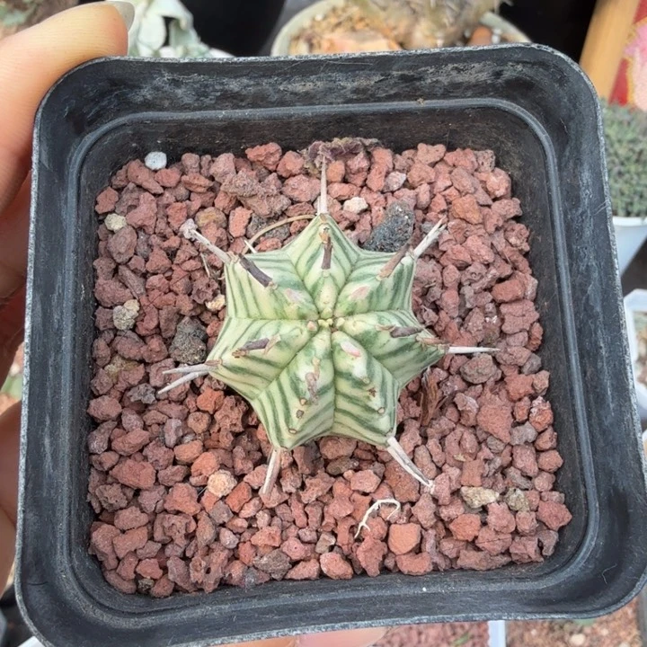斑马大㦸(满28包邮)