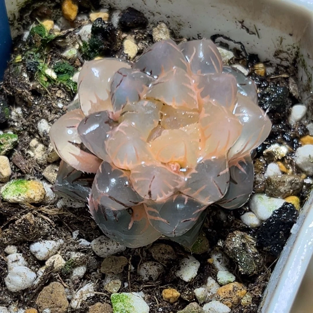 恭喜发财大吉大利968