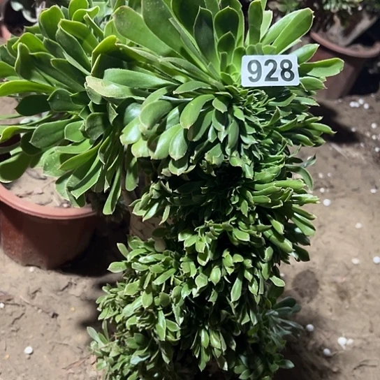 G***冠一颗多肉法师 928