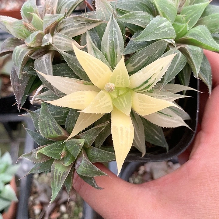 小白鲨寿一物一拍