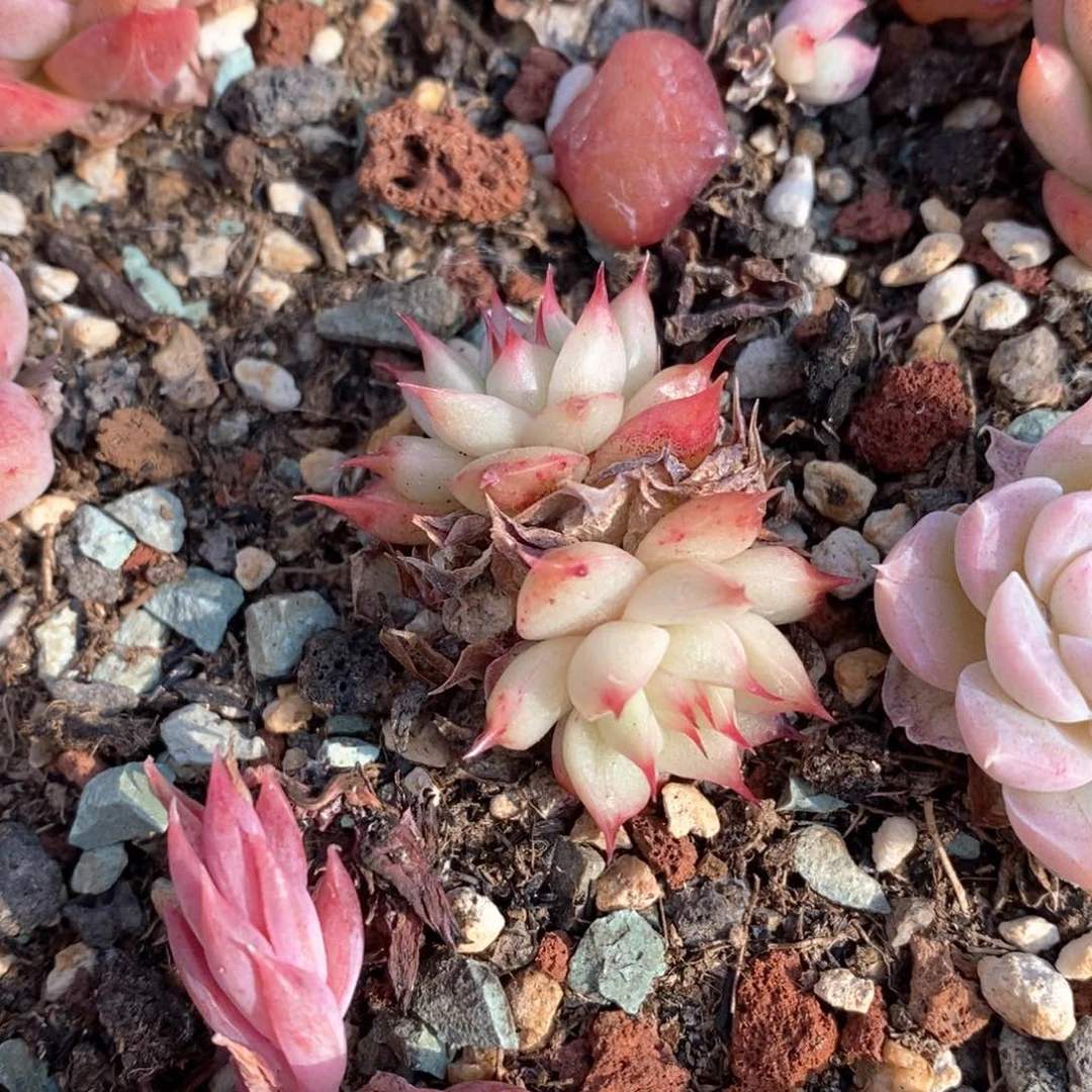 精品多肉一物一拍16