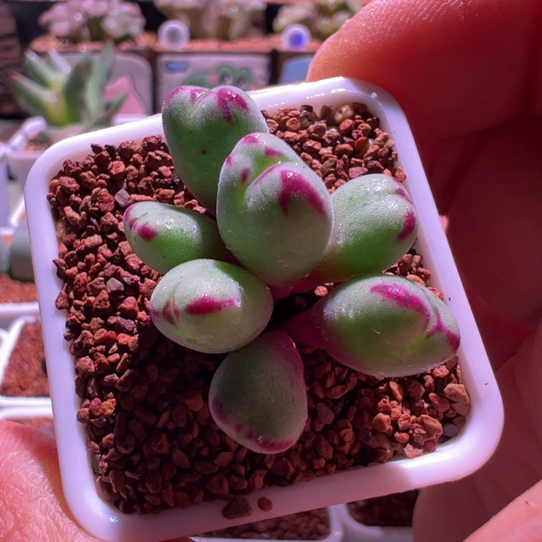 1316，沙纹sp将，肉锥植物