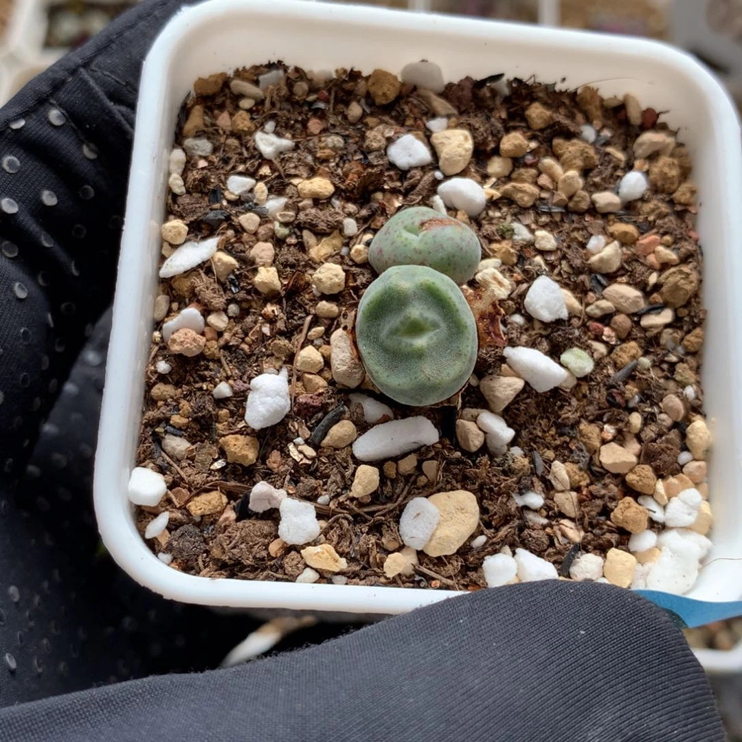 a510鬼脸绿豆糕母本