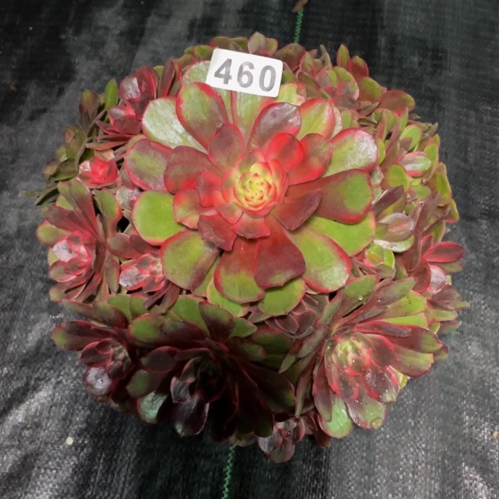 460老庄多肉法师克拉恋人