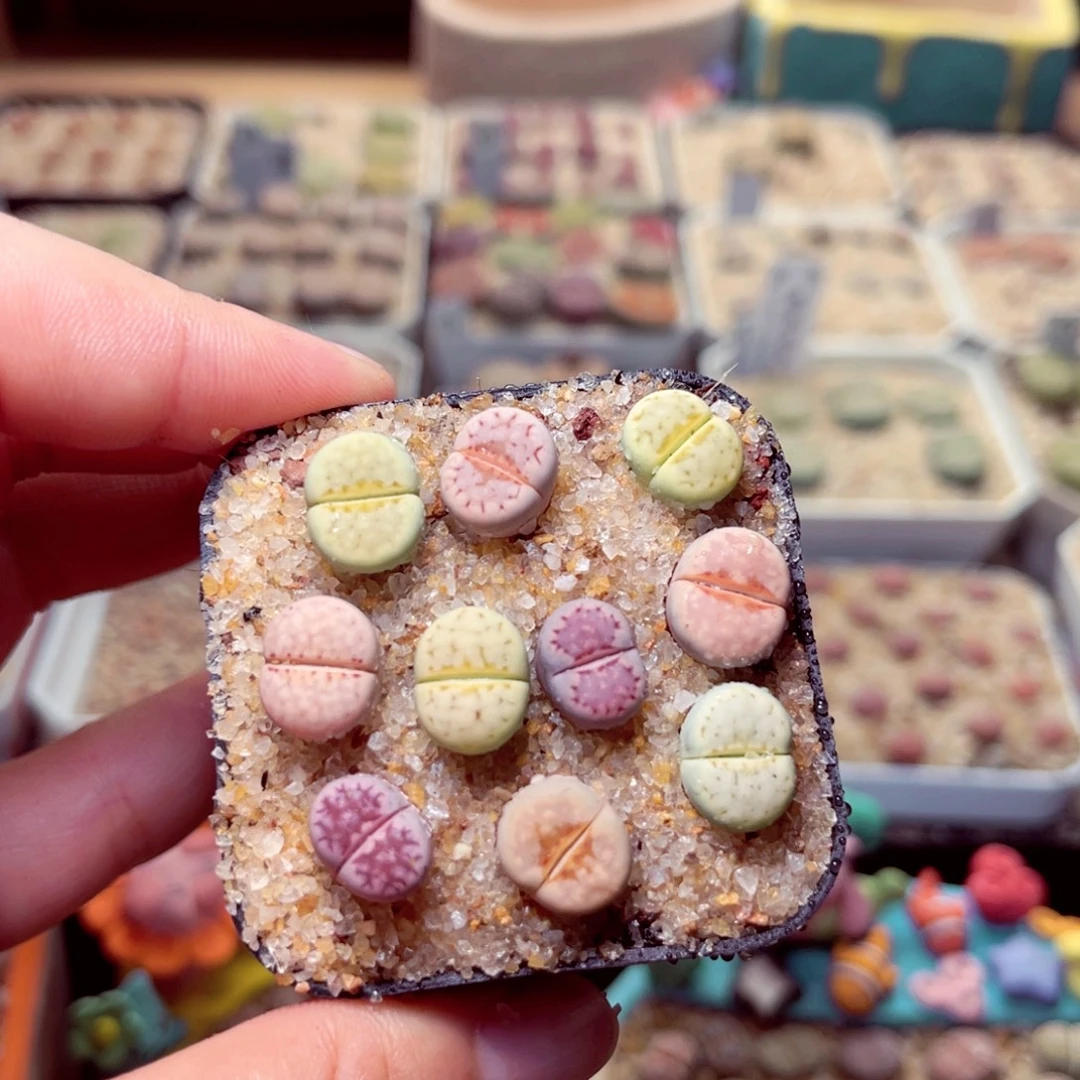 121号带盆包邮发货