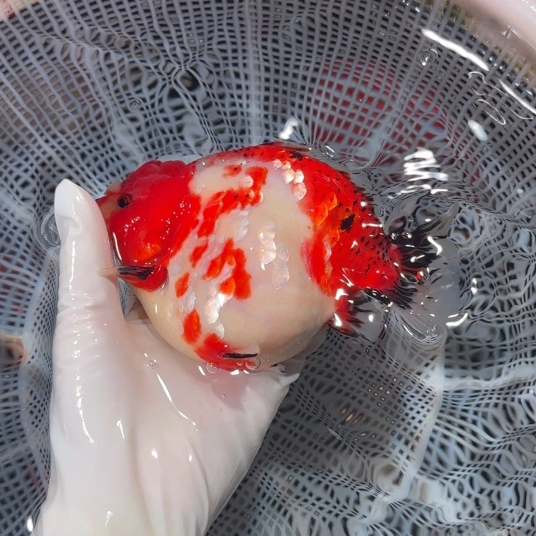 金鱼高货短尾将军狮子