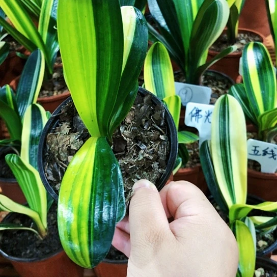 【闪购商品】木*直播间一组自拍