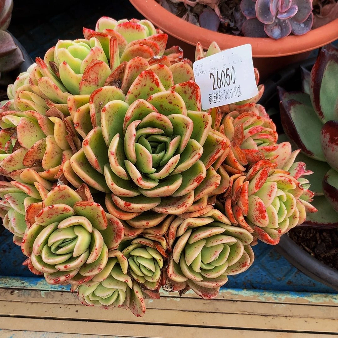 运***饰冰玫瑰26050吨肉多肉