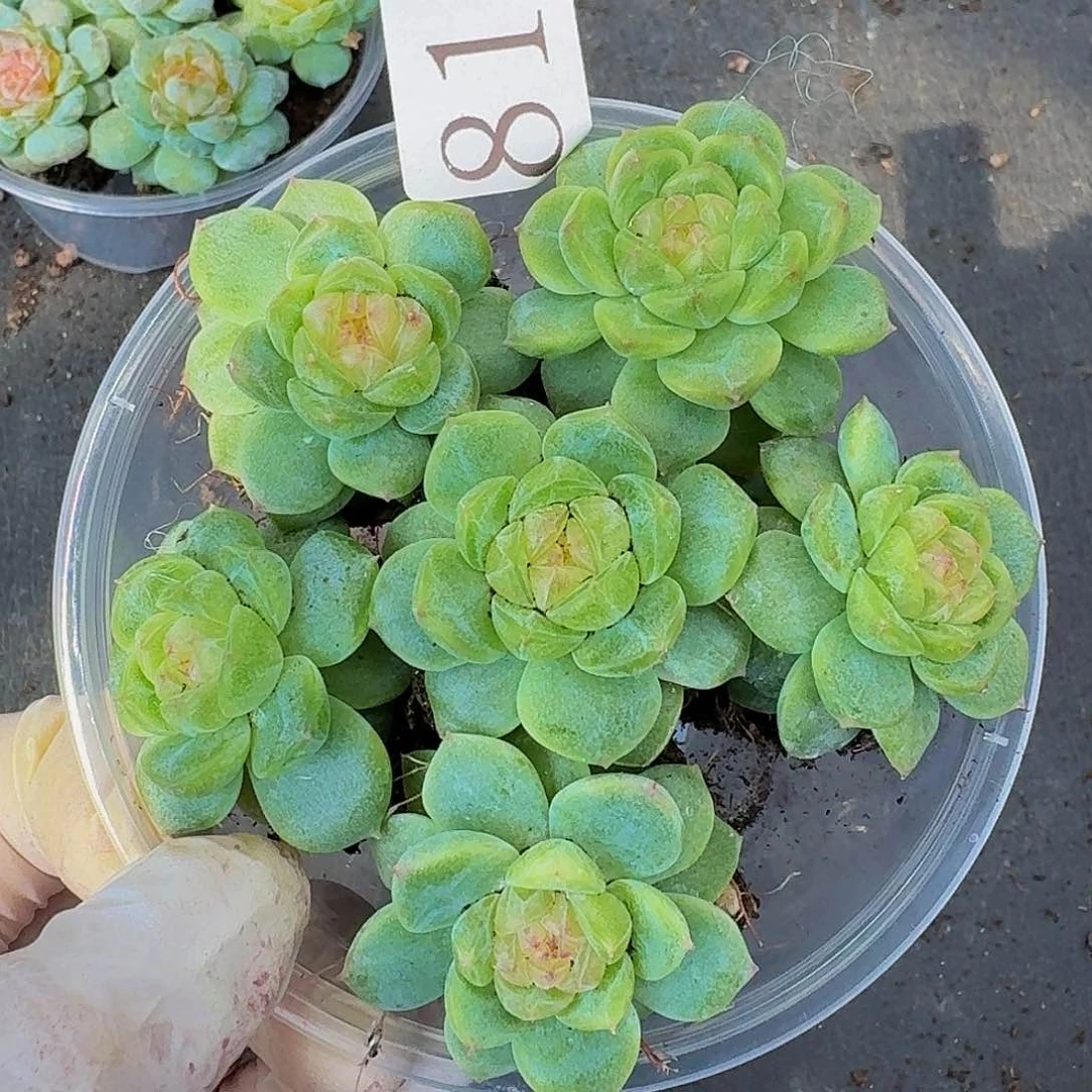 ?***～多肉植物多肉植物816