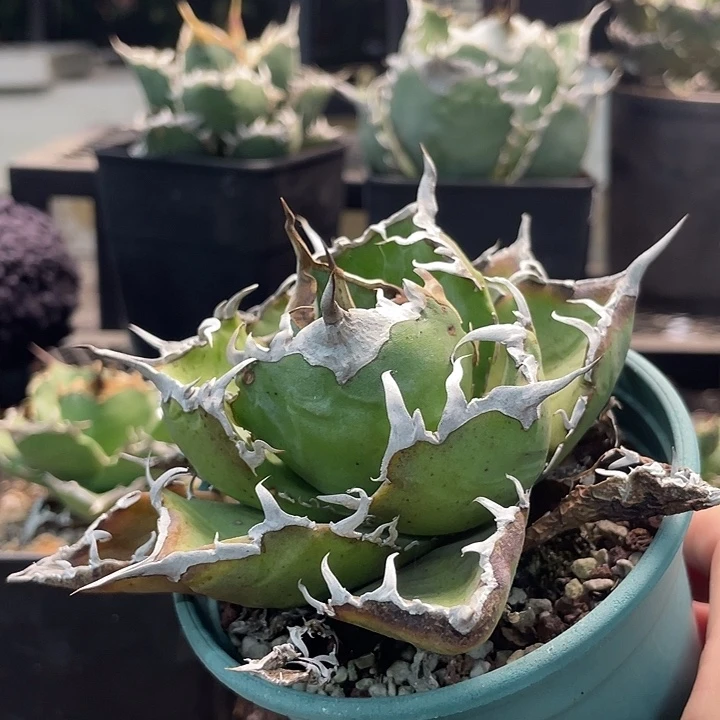 正白88888888888888