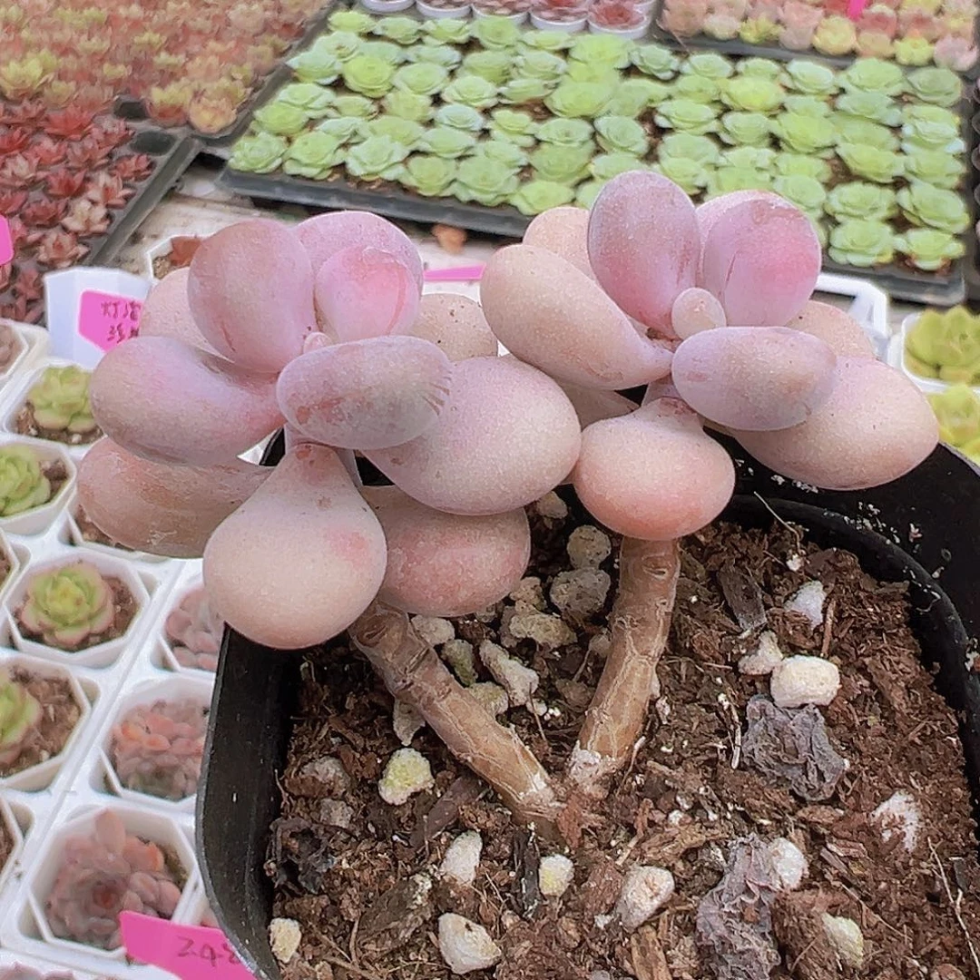 丸叶桃蛋19包邮多肉植物