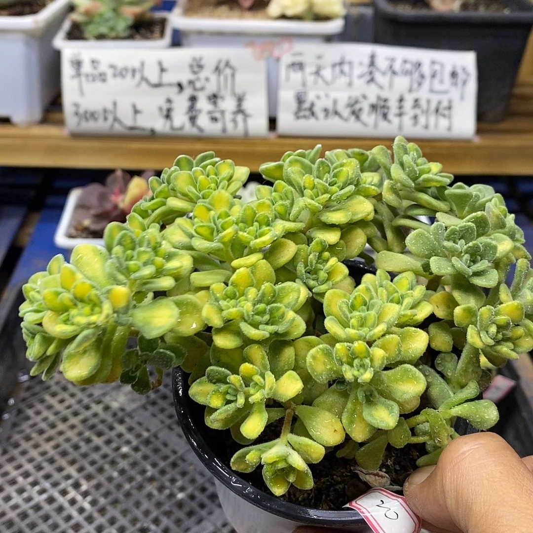 0820 仙童唱锦多肉