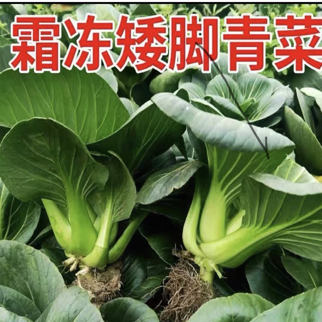 苏北露天新鲜现摘苏州青小青菜霜冻黑菜油菜当季蔬菜