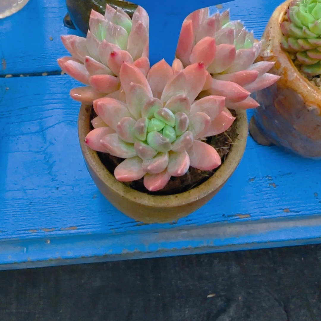 锦*1019多肉植物一物一拍