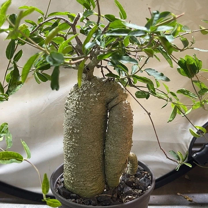 汤圆植物火星人哈