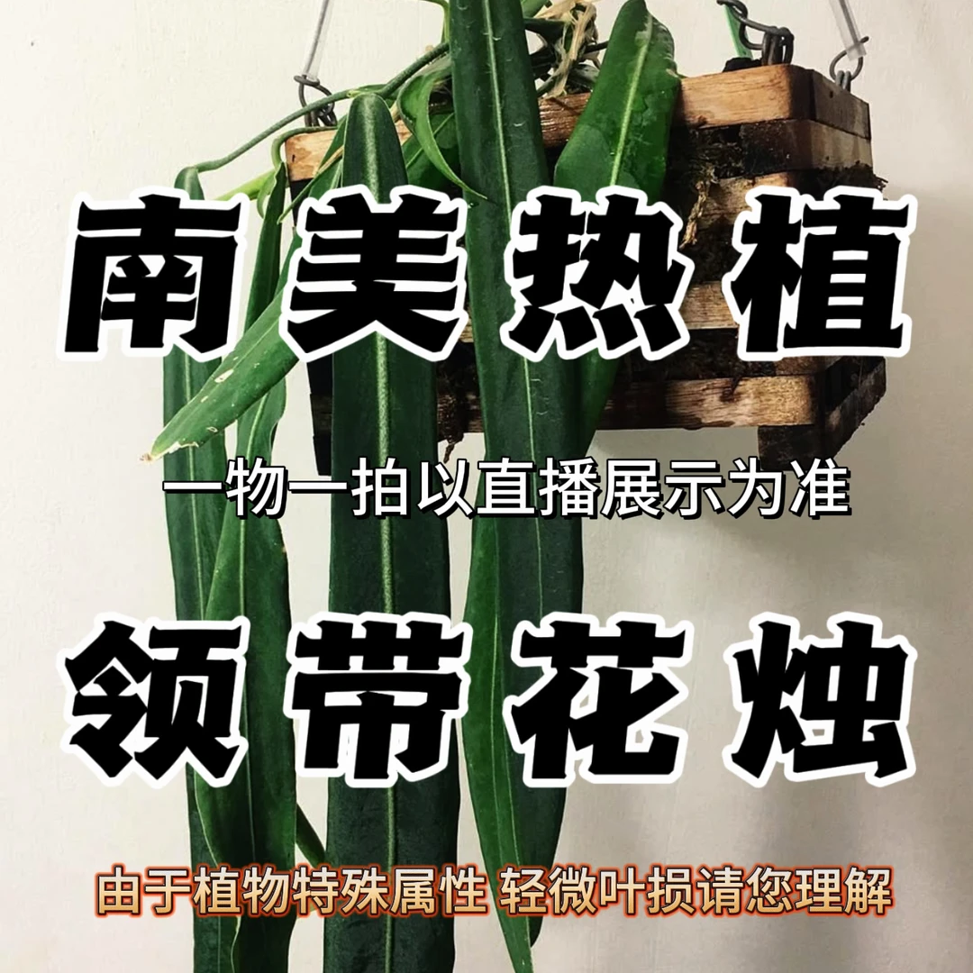 【领带花烛】银脉丝绸/维塔/温蒂杂银脉 天南星科室内垂钓盆栽