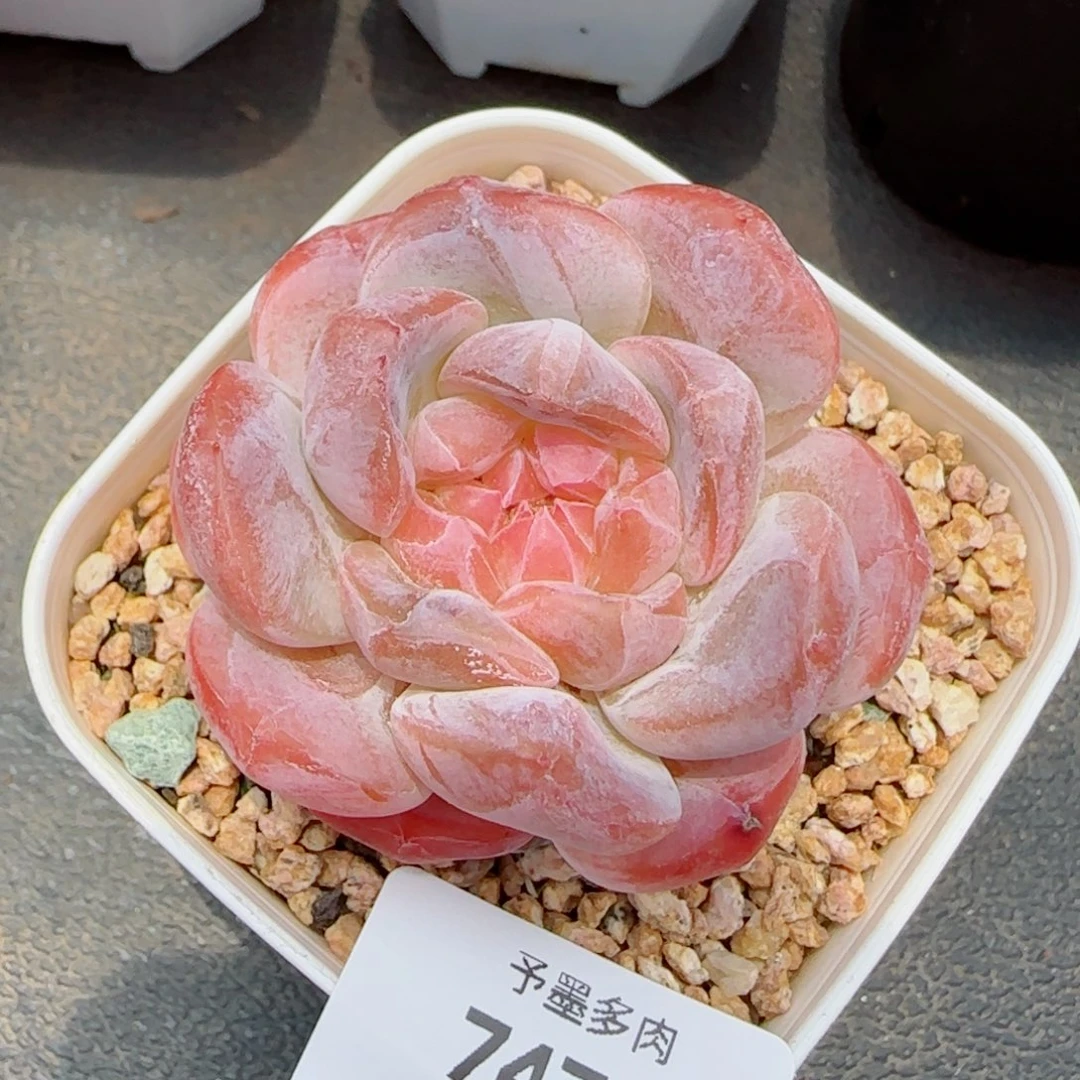冰魄石化，7476多肉植物