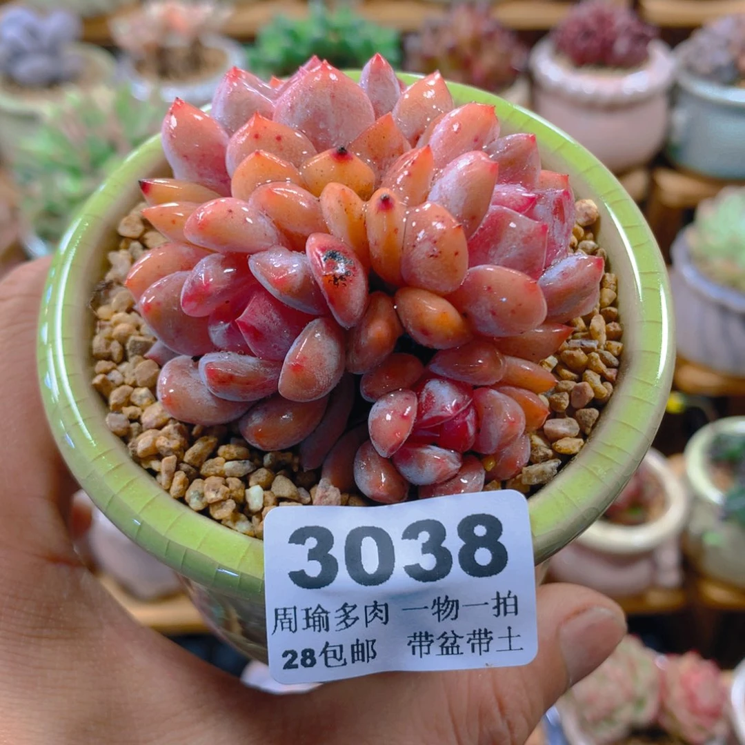 精控多肉植物3038