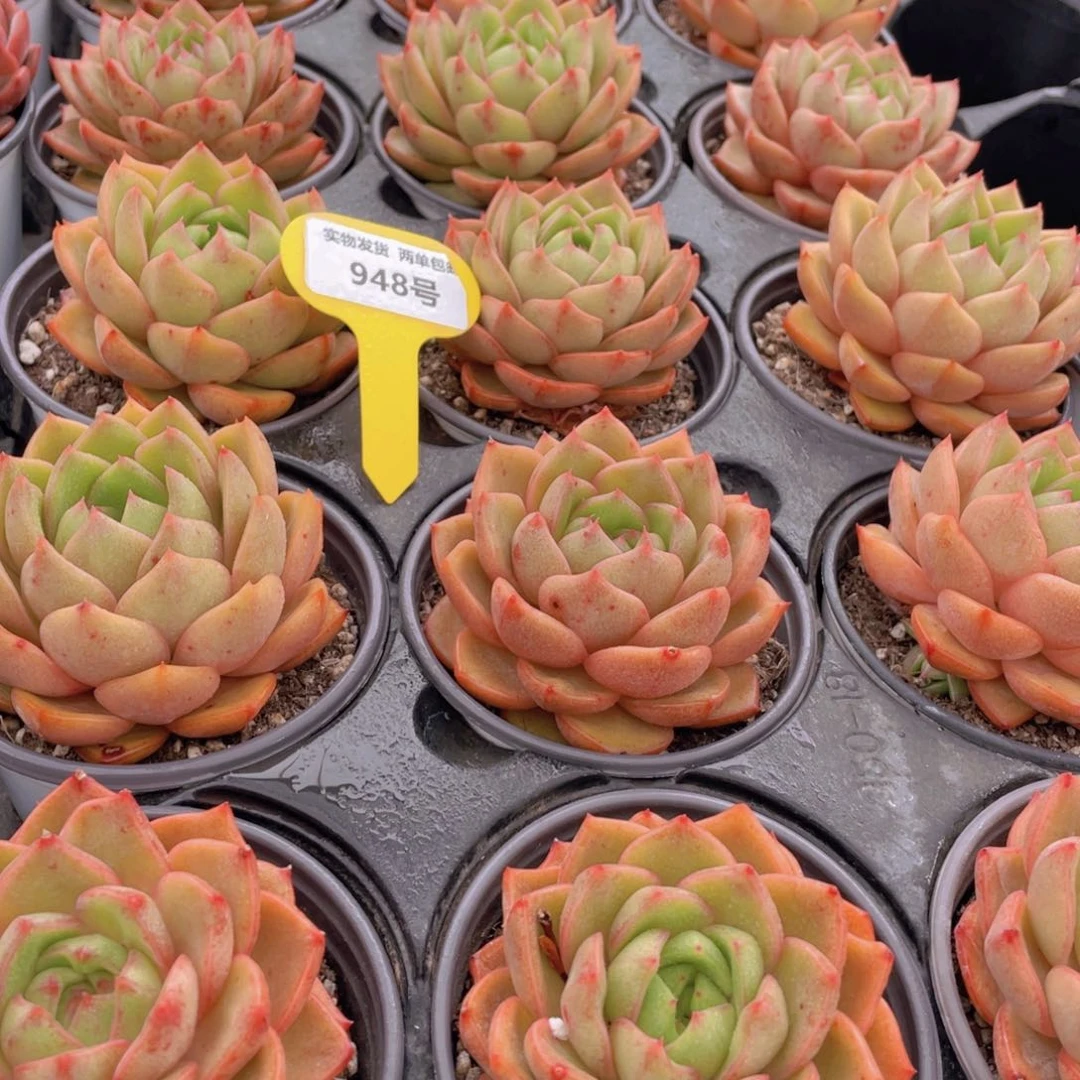 948号 摩羯座大单头一个