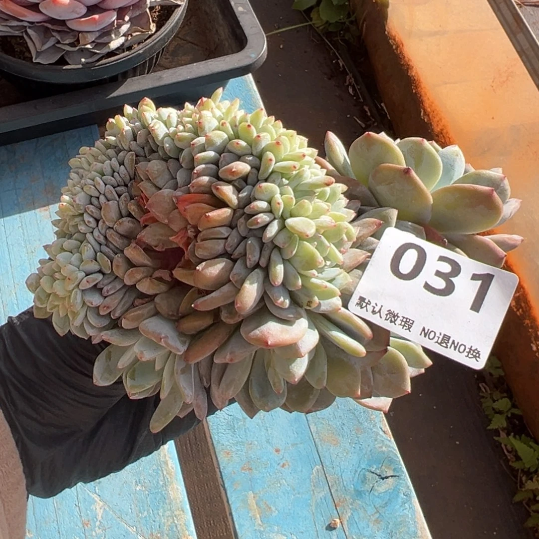 031号缀化小树朵朵