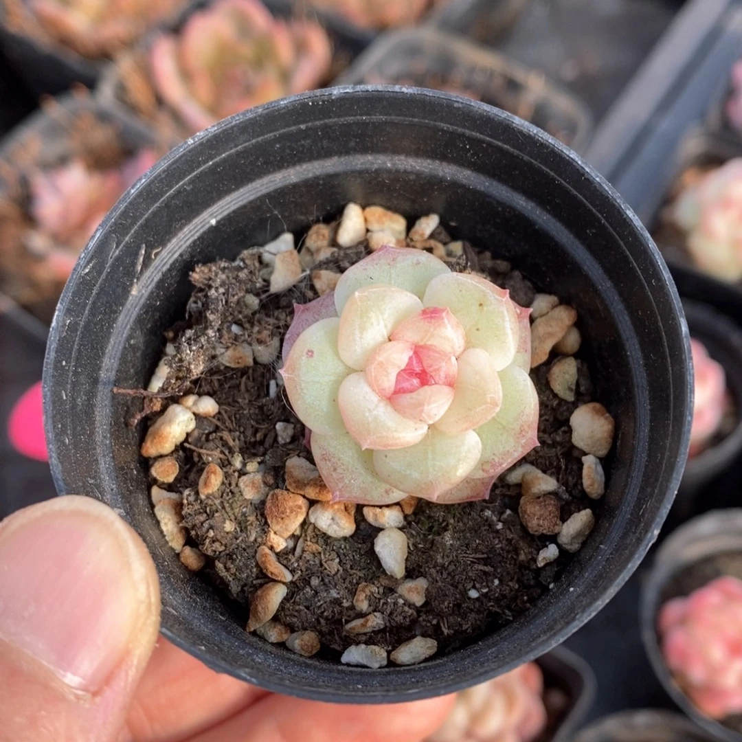 精品多肉一物一拍24