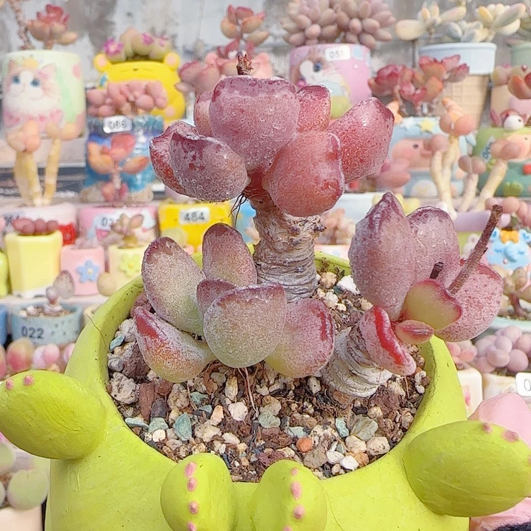 L 猫耳紫芯 盆口6cm