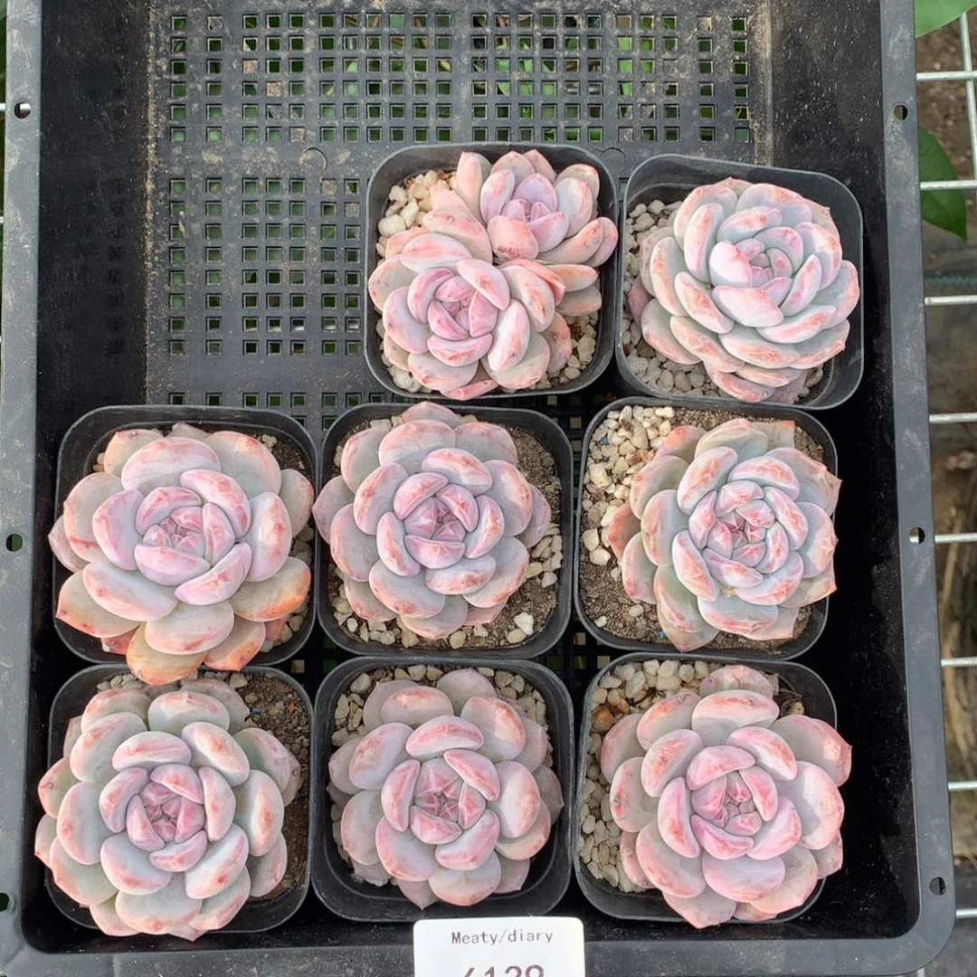 6139八颗脱土橙梦露