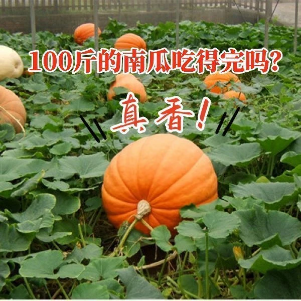 【当季新种】巨型南瓜种子特大南瓜子超级大号可过百斤南瓜种子蔬菜
