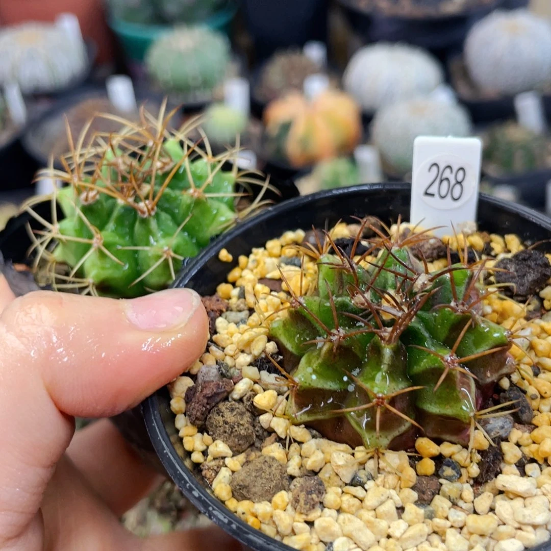 盆5公分满25包邮裸根发货