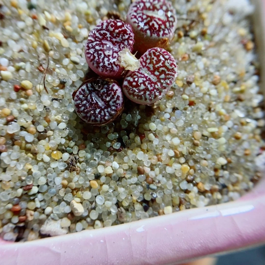 生石花花花花花花花花355
