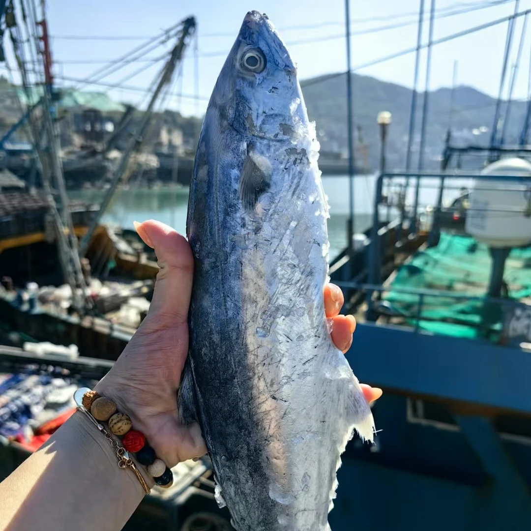 码头船货-马鲛鱼拼盘预收款