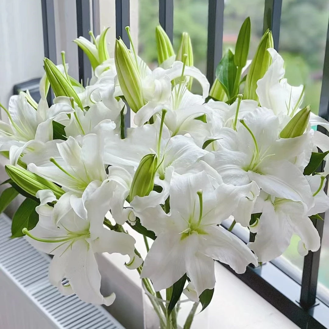 【半夏鲜花】西伯利亚香水百合鲜花昆明直发【两单升级顺丰冷链】