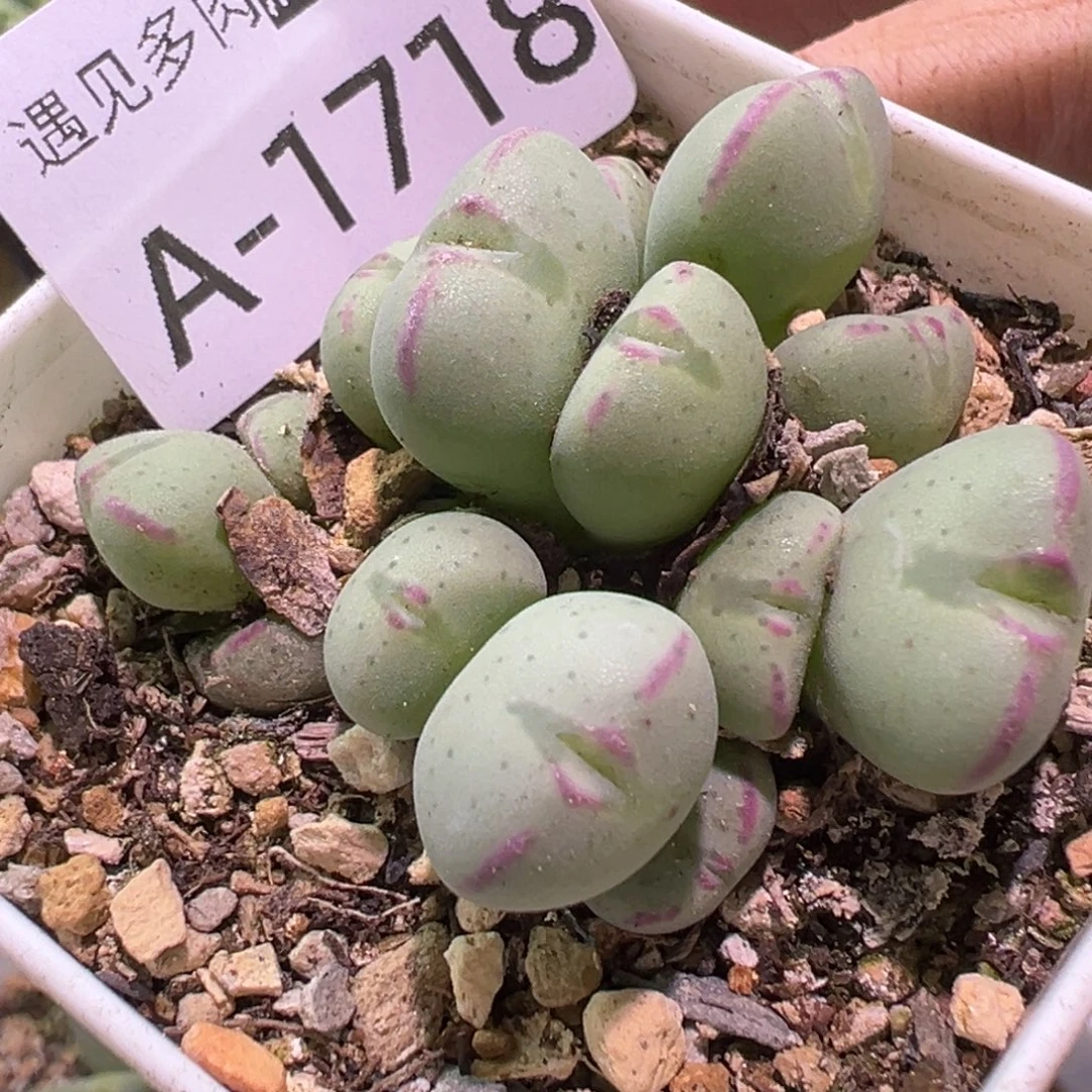 多肉植物11111111111111