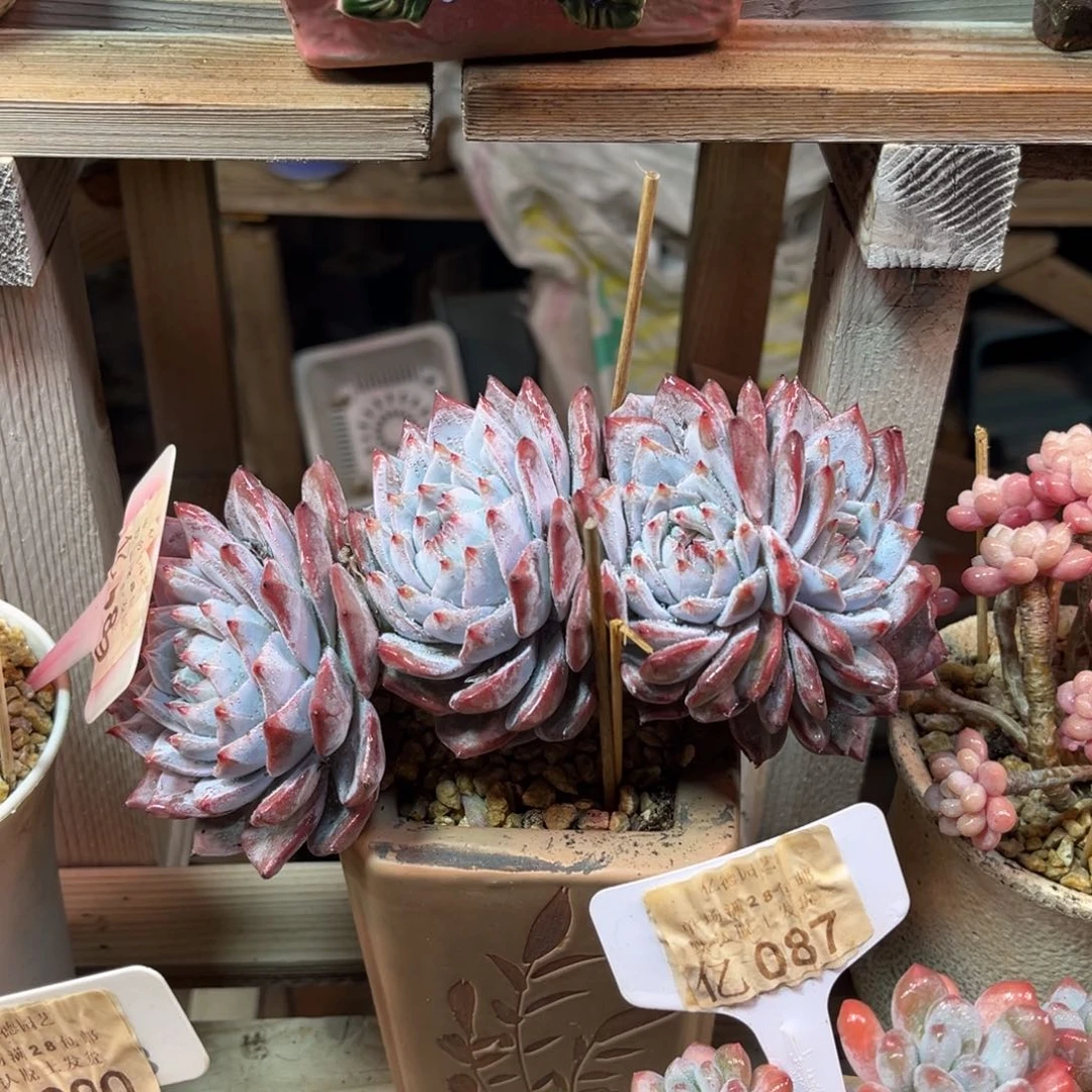 粉蓝鸟朵朵有一点点瑕疵guolvyejinn