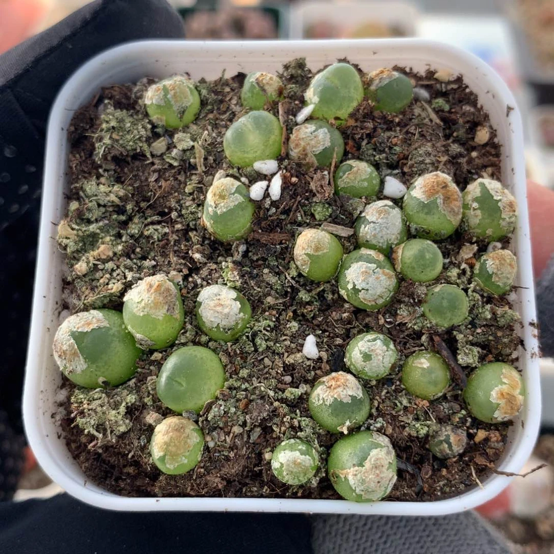 030大王拉登一盆