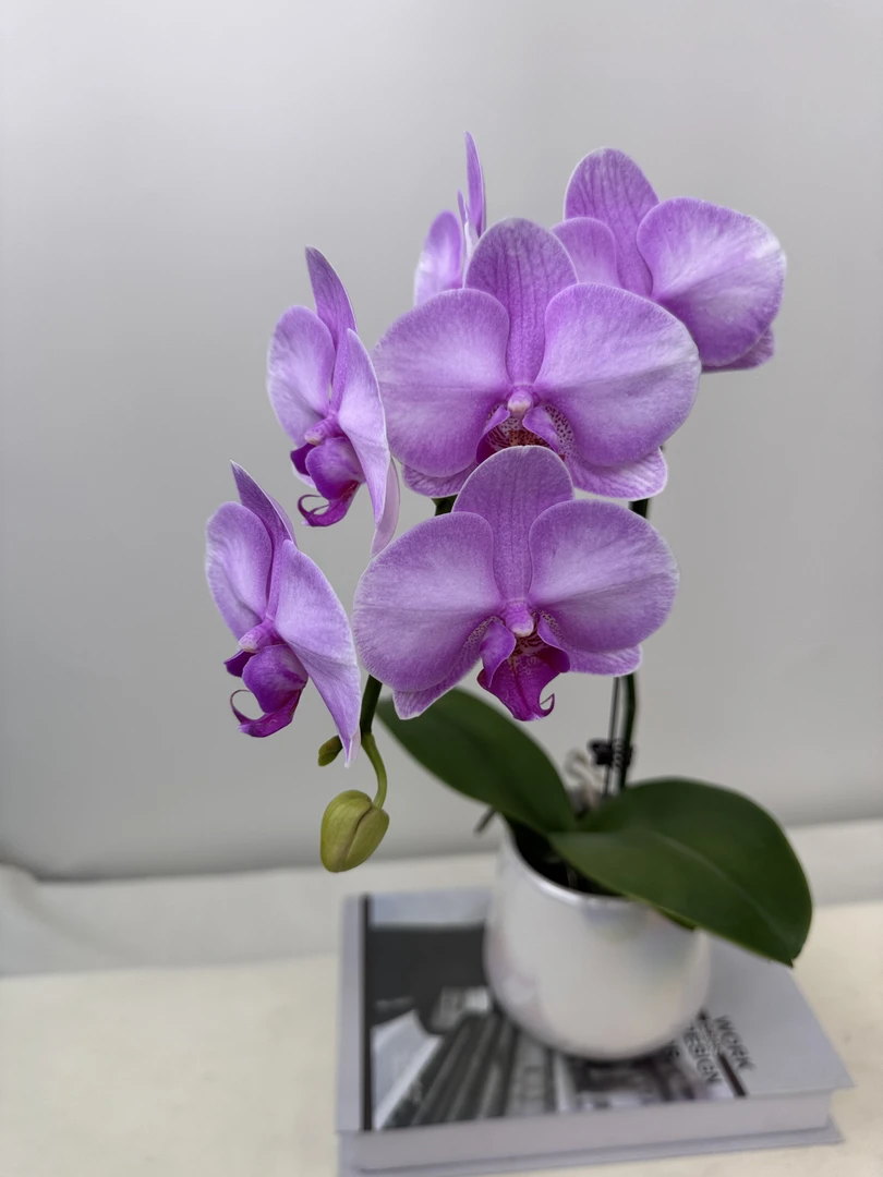 蝴蝶兰【月亮公主】鲜花盆栽室内观赏花花佛山基地直发好养易活