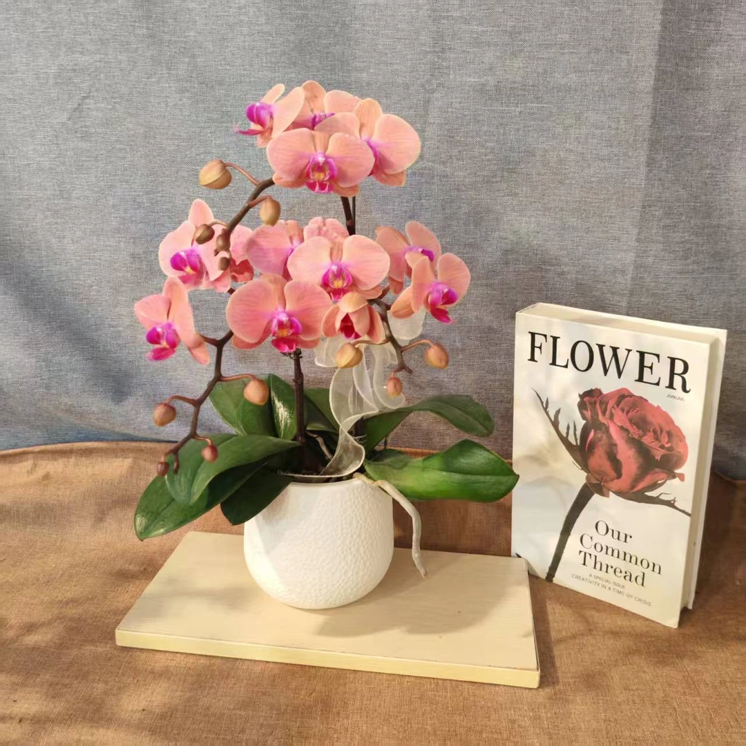 鲜花【开口笑】蝴蝶兰室内种植观赏送礼带花发货