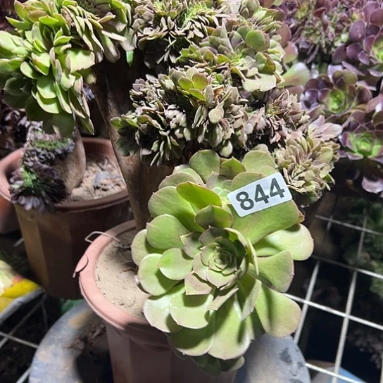 遇***.一颗多肉法师 844