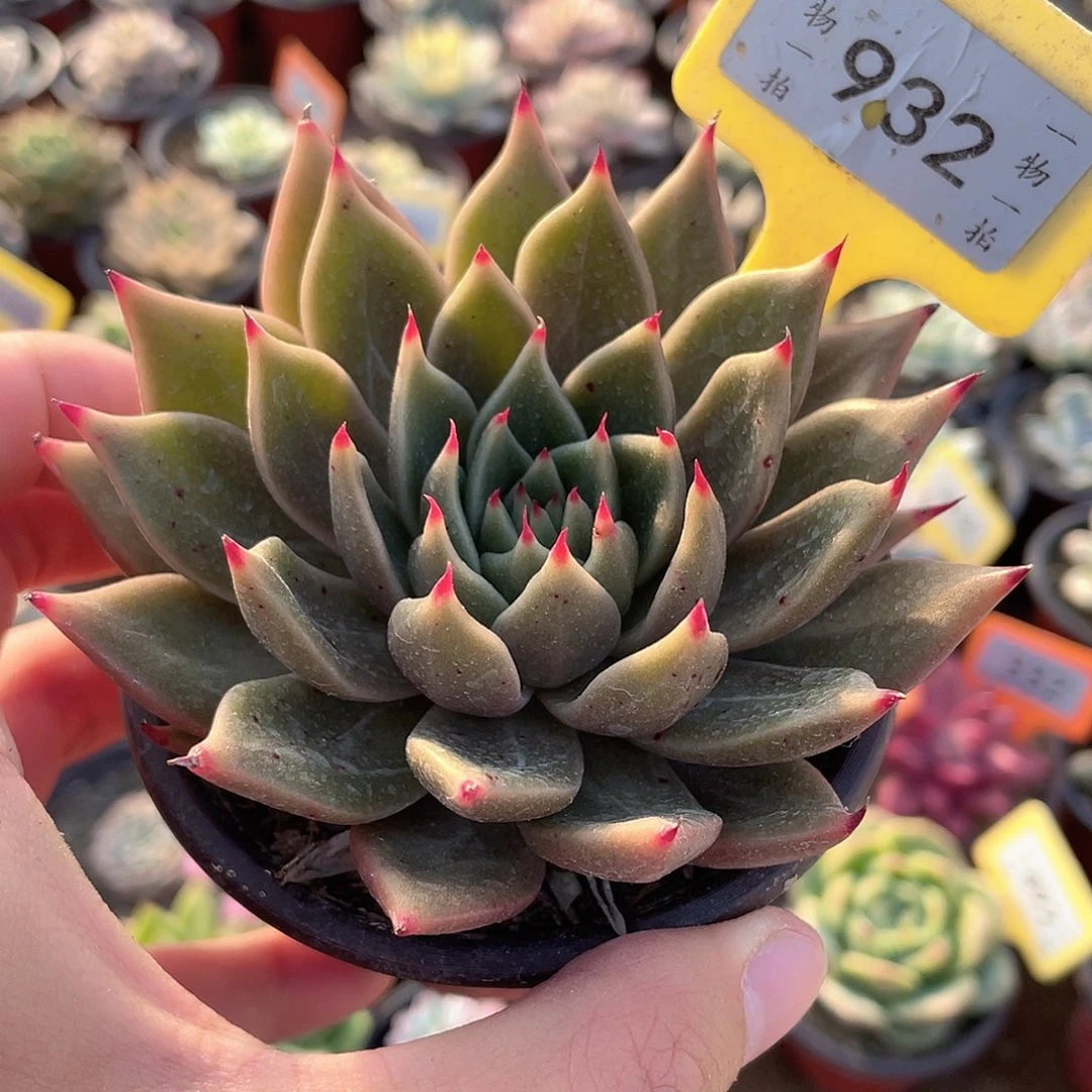 爪子932号多肉植物盆栽