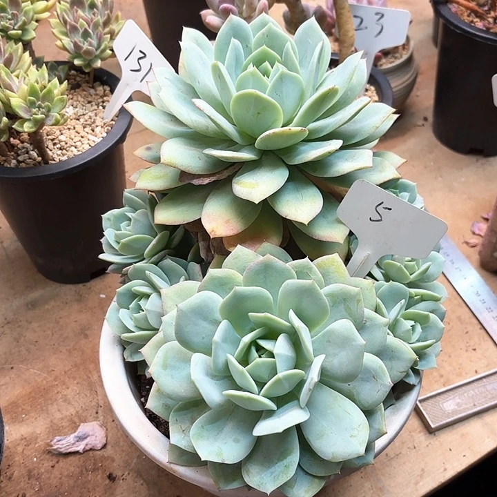 多肉植物，恋曲5号