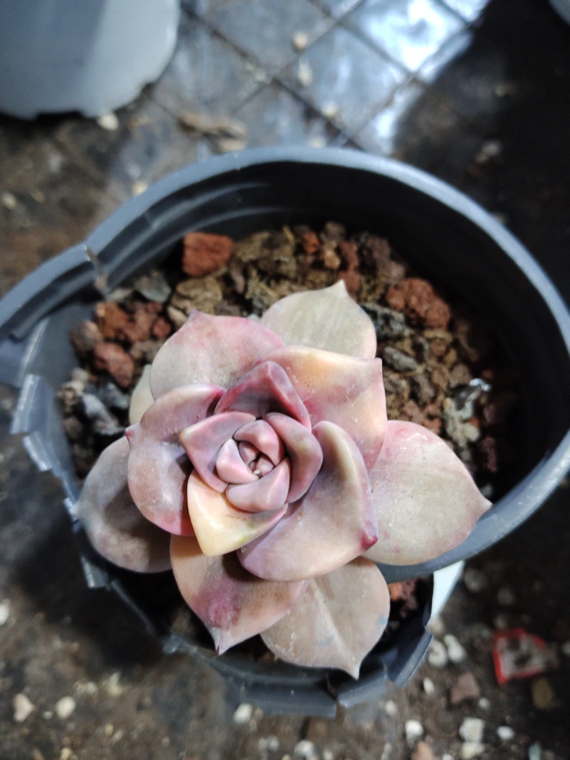 非偏远18包邮  一物一拍  9厘米盆 A472紫乐花脸锦