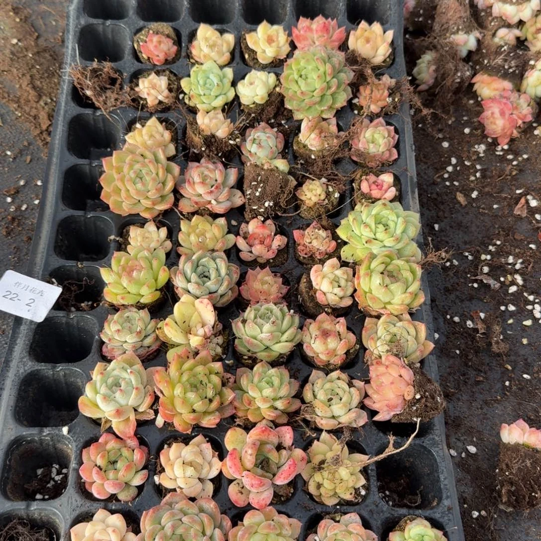 22-2多肉杂交三十颗加二十颗售后量拍左四